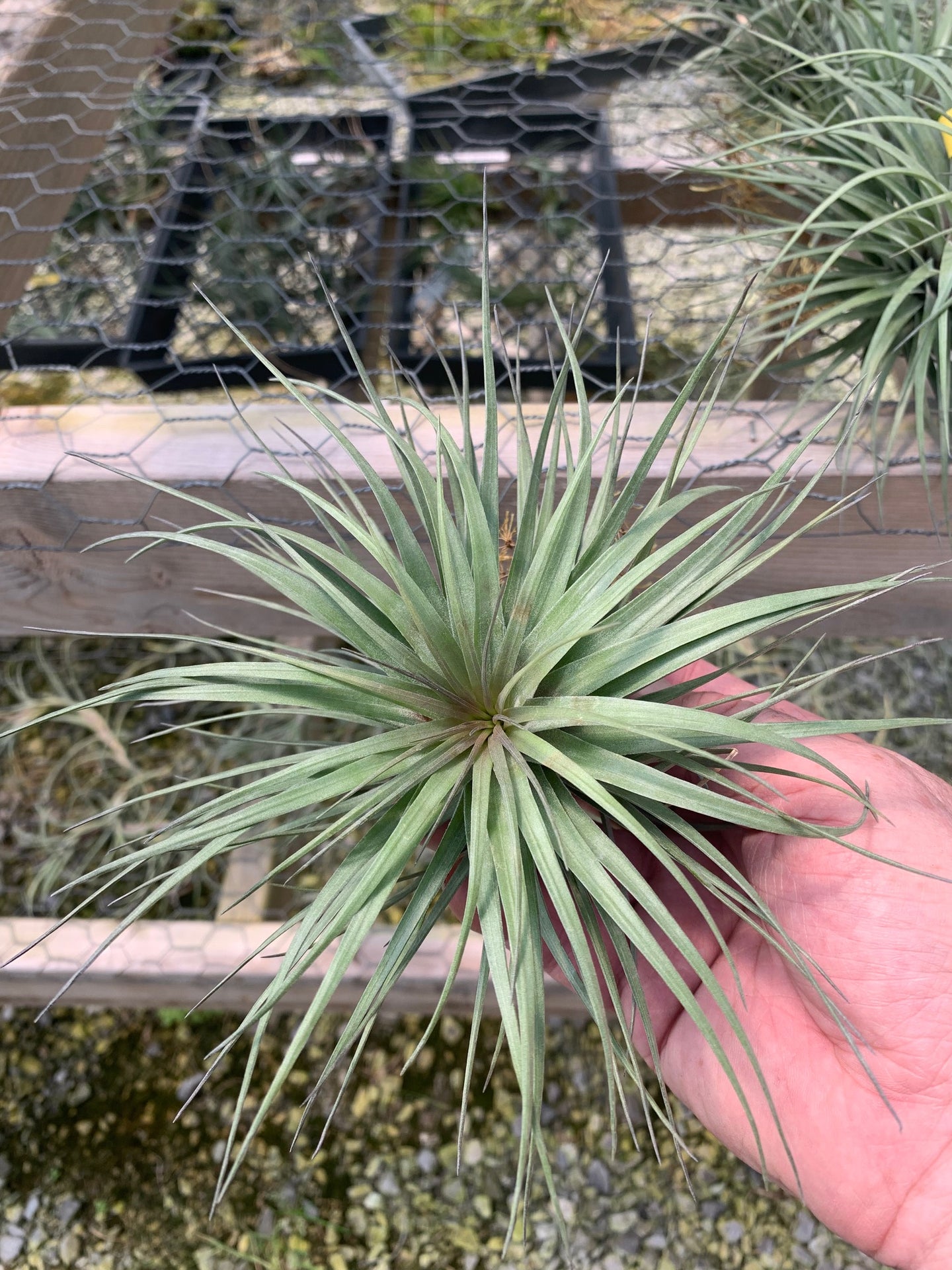 Tillandsia Stricta Iridescent