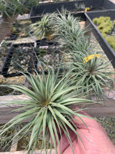 Load image into Gallery viewer, Tillandsia Stricta Iridescent