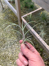 Load image into Gallery viewer, Tillandsia Crocata Giant
