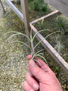 Tillandsia Crocata Giant