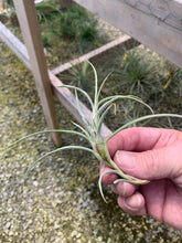 Load image into Gallery viewer, Tillandsia Crocata Giant