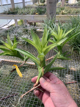 Load image into Gallery viewer, Tillandsia Rubella -Medium Plants