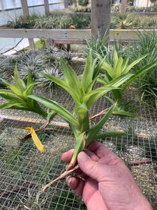 Tillandsia Rubella -Medium Plants