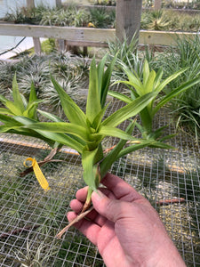 Tillandsia Rubella -Medium Plants
