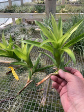 Load image into Gallery viewer, Tillandsia Rubella -Medium Plants