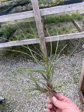 Load image into Gallery viewer, Tillandsia Butzii Giant Hybrid