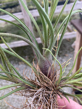 Load image into Gallery viewer, Tillandsia Butzii Giant Hybrid