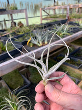 Load image into Gallery viewer, Tillandsia tortilis- Unusual Green Flowers