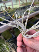 Load image into Gallery viewer, Tillandsia tortilis- Unusual Green Flowers