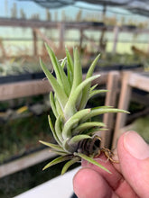 Load image into Gallery viewer, Tillandsia Neglecta Giant