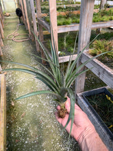 Load image into Gallery viewer, Tillandsia &quot;Cooloola&quot;-Concolor x Flabellata