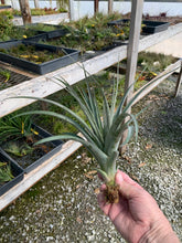 Load image into Gallery viewer, Tillandsia &quot;Cooloola&quot;-Concolor x Flabellata