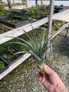 Tillandsia "Cooloola"-Concolor x Flabellata