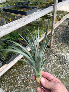 Tillandsia "Cooloola"-Concolor x Flabellata