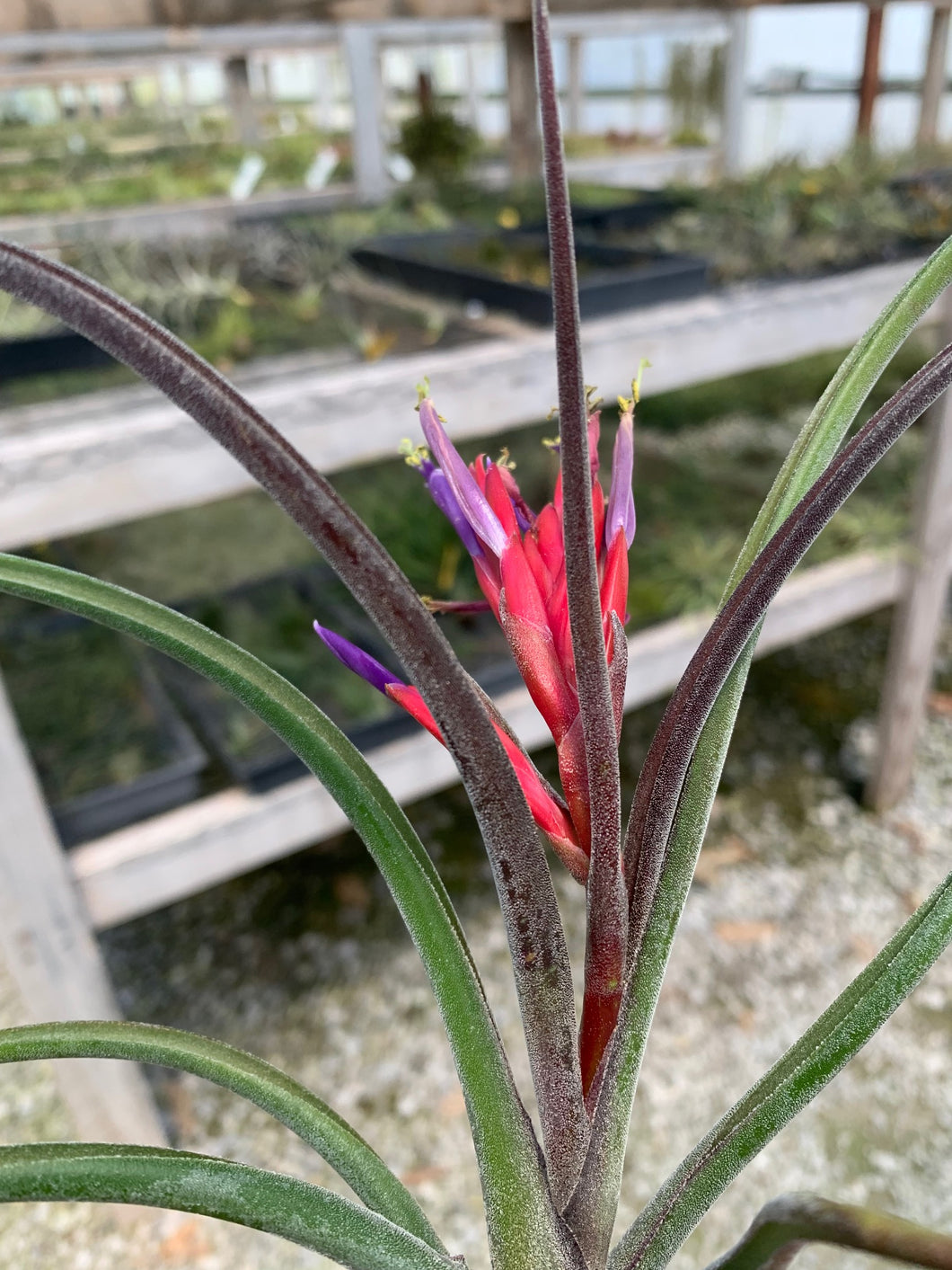 Tillandsia Caput Purple x Juncifolia-In Bud!
