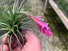 Load image into Gallery viewer, Tillandsia tenuifolia Bush Form-Easy to grow and Colorful!