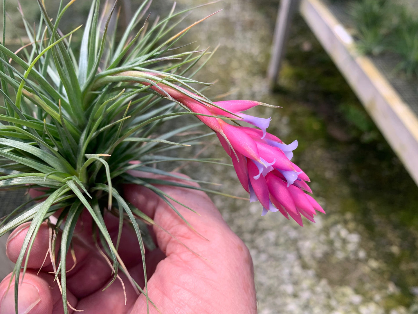 Tillandsia tenuifolia Bush Form-Easy to grow and Colorful!