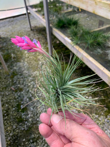 Tillandsia tenuifolia Bush Form-Easy to grow and Colorful!