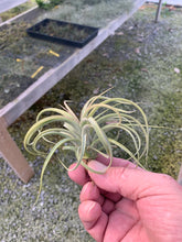 Load image into Gallery viewer, Tillandsia Concolor x Streptophylla- Sm.