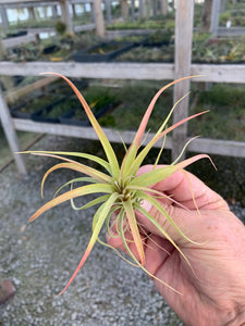 Tillandsia Concolor x Acostae-Small Plants
