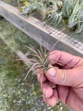 Load image into Gallery viewer, Tillandsia Extensa- Small Plants