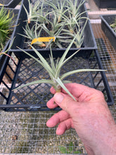 Load image into Gallery viewer, Tillandsia Ixioides