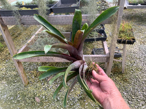 Tillandsia Krukoffiana-Large Single Plants