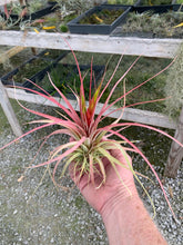 Load image into Gallery viewer, Tillandsia Concolor x Acostae-Small Plants