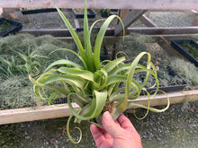 Load image into Gallery viewer, Tillandsia Streptophylla x Xerographica
