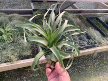Load image into Gallery viewer, Tillandsia Streptophylla x Xerographica