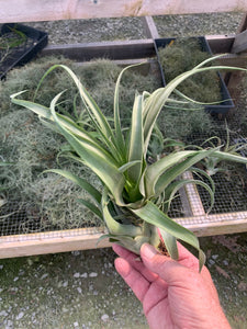 Tillandsia Streptophylla x Xerographica