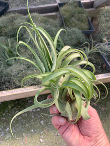 Tillandsia Streptophylla x Xerographica
