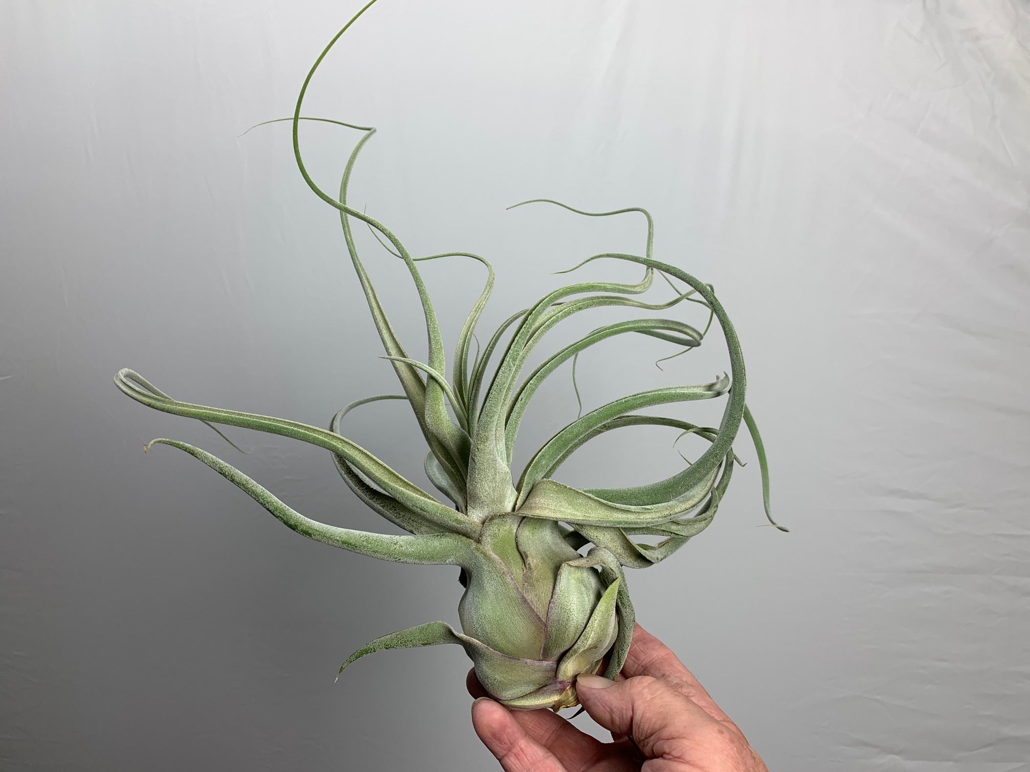 Tillandsia 