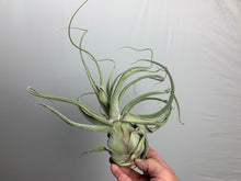 Load image into Gallery viewer, Tillandsia &quot;Lucille&quot;- Streptophylla x Ehlersiana -Over 14 Inches Tall