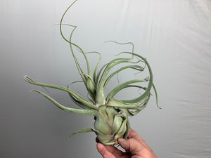 Tillandsia "Lucille"- Streptophylla x Ehlersiana -Over 14 Inches Tall