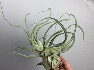 Tillandsia "Lucille"- Streptophylla x Ehlersiana -Over 14 Inches Tall