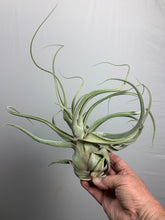 Load image into Gallery viewer, Tillandsia &quot;Lucille&quot;- Streptophylla x Ehlersiana -Over 14 Inches Tall