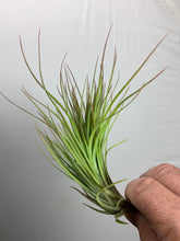 Load image into Gallery viewer, Tillandsia &quot;Live Wire&quot;-Funckiana x kegeliana