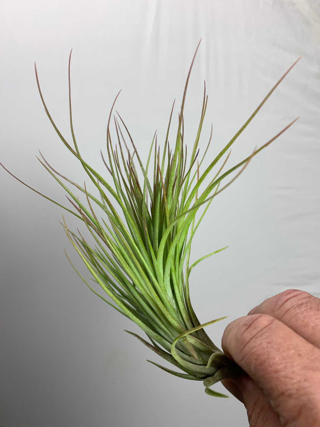 Tillandsia 