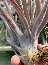 Load image into Gallery viewer, Tillandsia King Cobra-chiapensis x botterii