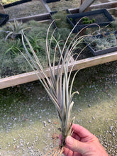 Load image into Gallery viewer, Tillandsia Micans