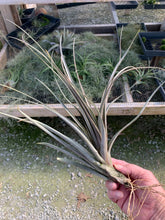 Load image into Gallery viewer, Tillandsia Micans