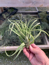Load image into Gallery viewer, Tillandsia X Redy Select Hybrid- Large