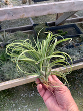 Load image into Gallery viewer, Tillandsia X Redy Select Hybrid- Large