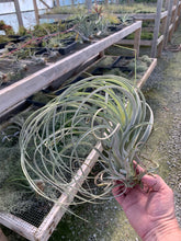 Load image into Gallery viewer, Tillandsia Exserta -  Extra-Large Blooming Size Plants