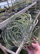 Load image into Gallery viewer, Tillandsia Exserta -  Extra-Large Blooming Size Plants
