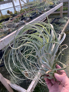 Tillandsia Exserta -  Extra-Large Blooming Size Plants