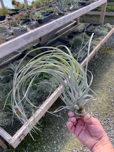 Load image into Gallery viewer, Tillandsia Exserta -  Extra-Large Blooming Size Plants