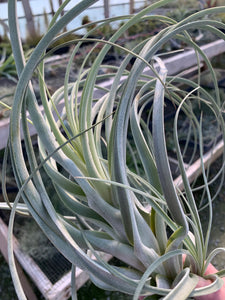 Tillandsia Exserta -  Extra-Large Blooming Size Plants