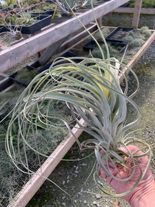 Tillandsia Exserta -  Extra-Large Blooming Size Plants